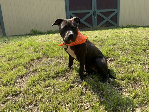 Rhubarb, an adoptable Pit Bull Terrier in Youngsville, NC