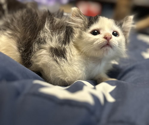 Pippy