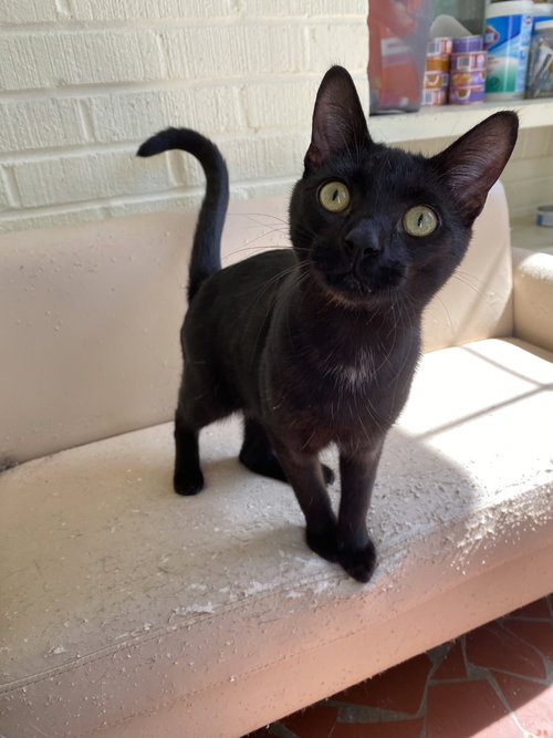 Sylvester, an adoptable Domestic Short Hair in Youngsville, NC
