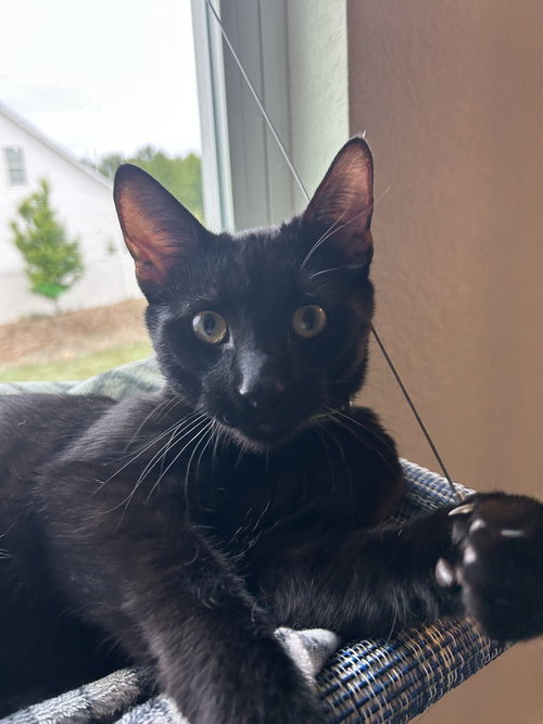 Sterling, an adoptable Domestic Short Hair in Youngsville, NC