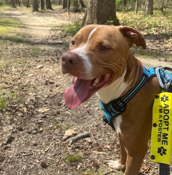 Cumberbatch, an adoptable American Staffordshire Terrier in Youngsville, NC