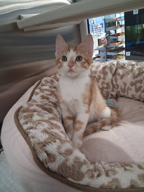 Ryland **ADOPTION PENDING**, Baby Domestic Short Hair, cat for adoption in Wilson, North Carolina