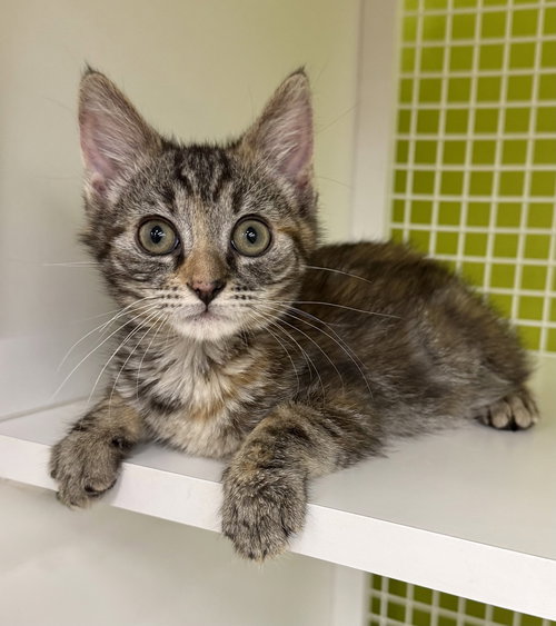 Zoey, Baby Domestic Short Hair, cat for adoption in Youngsville, North Carolina