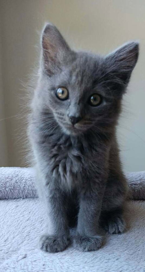 Earl Grey