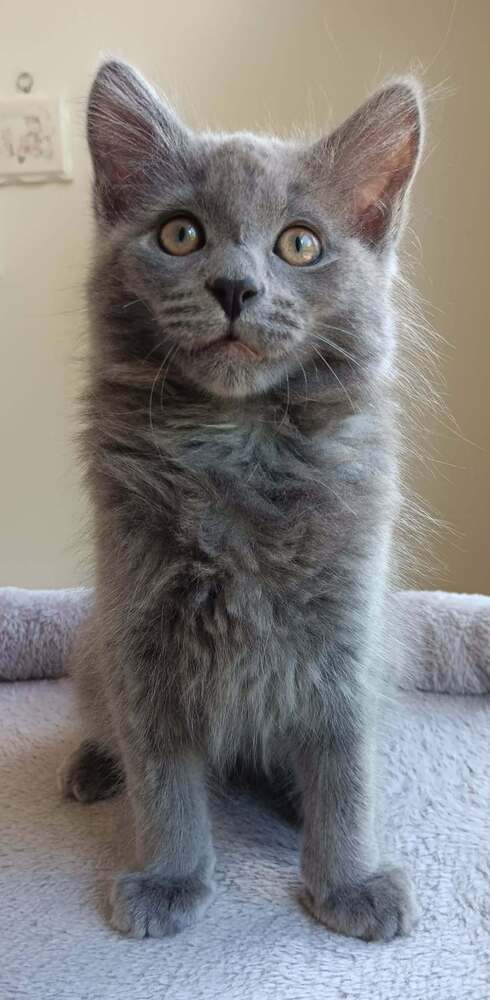 Earl Grey, Baby Domestic Long Hair (long coat), cat for adoption in Durham, North Carolina