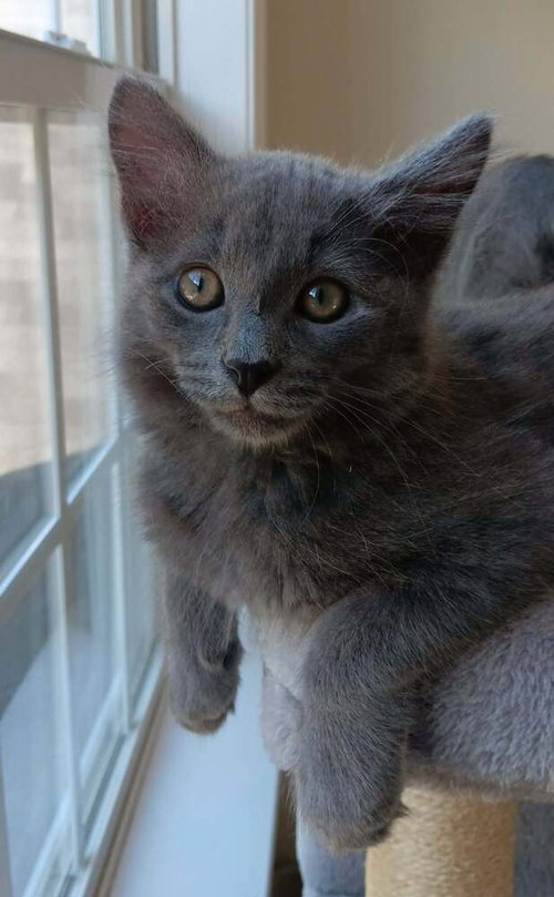 Earl Grey, Baby Domestic Long Hair (long coat), cat for adoption in Rocky Mount, North Carolina