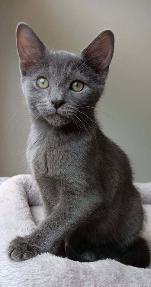Jasmine, Baby Domestic Short Hair, cat for adoption in Durham, North Carolina