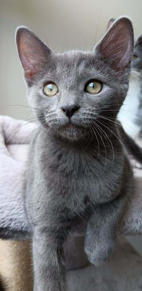 Jasmine, Baby Domestic Short Hair, cat for adoption in Rocky Mount, North Carolina