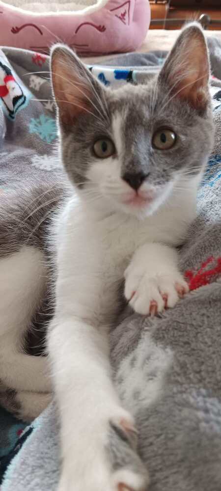 Lavender Mint, Baby Domestic Short Hair, cat for adoption in Wilson, North Carolina