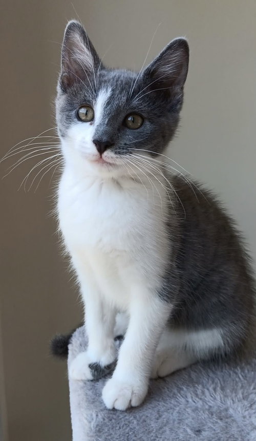 Lavender Mint, an adoptable Domestic Short Hair in Youngsville, NC