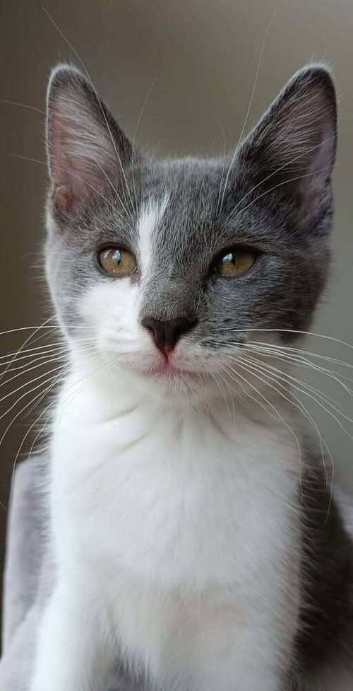 Lavender Mint, Baby Domestic Short Hair, cat for adoption in Rocky Mount, North Carolina