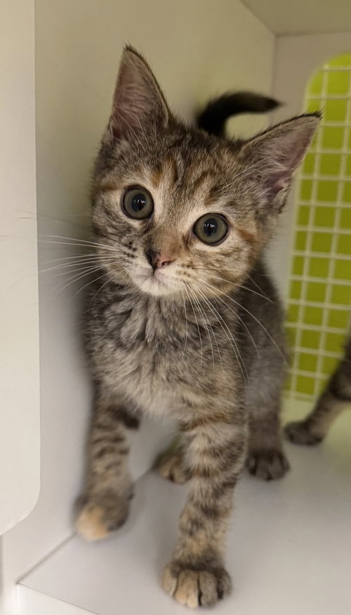 Mira, Baby Domestic Short Hair (short coat), cat for adoption in Youngsville, North Carolina
