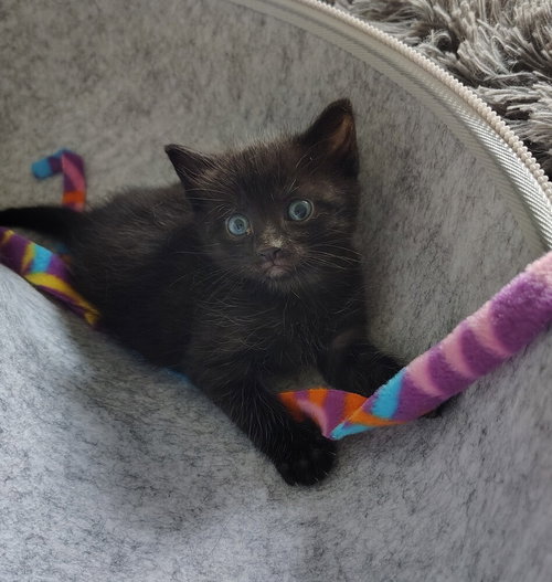 Pawla, an adoptable Domestic Short Hair in Youngsville, NC