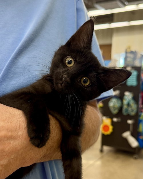 Pawla, Baby Domestic Short Hair (short coat), cat for adoption in Raleigh, North Carolina