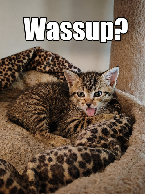 Furrley **Available for Adoption 5/14**, an adoptable Domestic Short Hair in Youngsville, NC