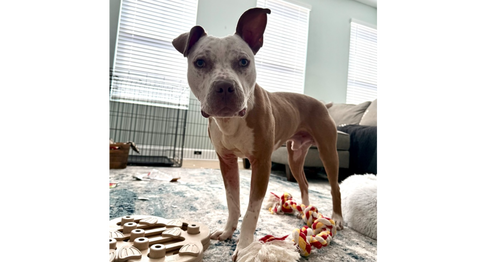 Tater Tot, an adoptable Pit Bull Terrier in Youngsville, NC