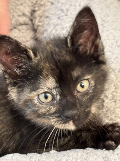 Kelsey, an adoptable Domestic Short Hair in Youngsville, NC