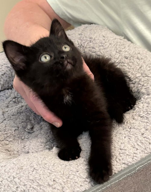 Kari **PENDING ADOPTION**, an adoptable Domestic Short Hair in Youngsville, NC