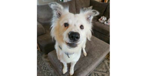 Snow, an adoptable Border Collie in Youngsville, NC