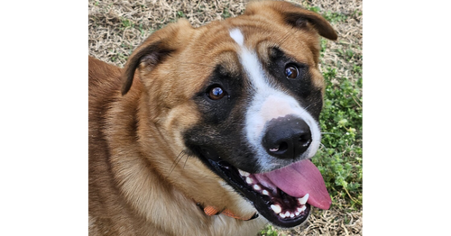 Ricky, an adoptable Boxer in Youngsville, NC
