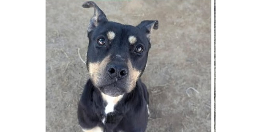 Snooki, an adoptable Pit Bull Terrier in Youngsville, NC