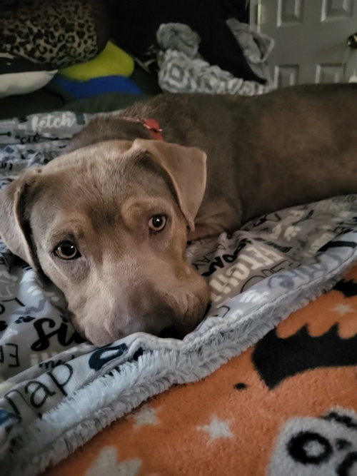 Jazzy, an adoptable Labrador Retriever in Youngsville, NC