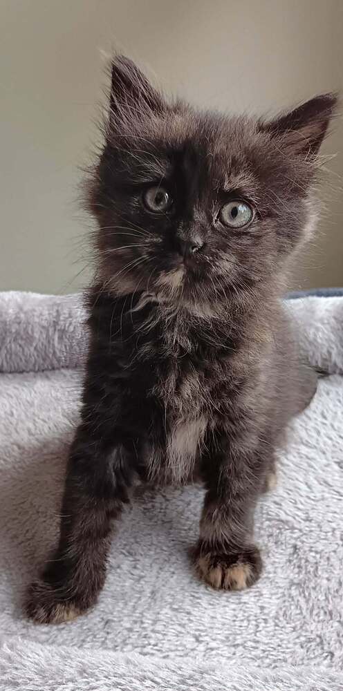 Chalupa, an adoptable Domestic Medium Hair in Youngsville, NC