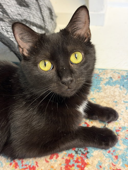 Onyx, Adult Domestic Short Hair (short coat), cat for adoption in Wilson, North Carolina