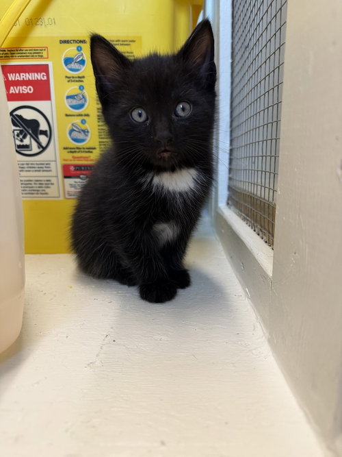 Topaz **Available to adopt on 5/15**, an adoptable Domestic Short Hair in Youngsville, NC