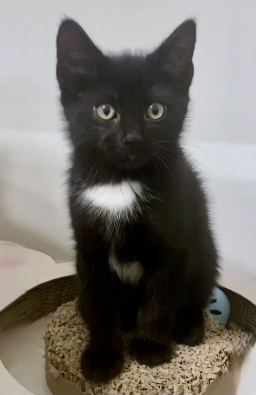 Topaz, an adoptable Domestic Short Hair in Youngsville, NC