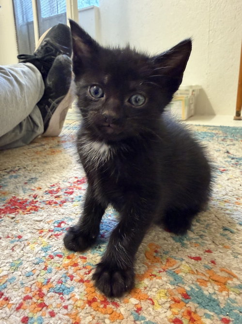 Diamond, an adoptable Domestic Short Hair in Youngsville, NC