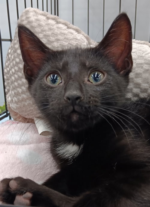 Diamond, Baby Domestic Short Hair (short coat), cat for adoption in Durham, North Carolina