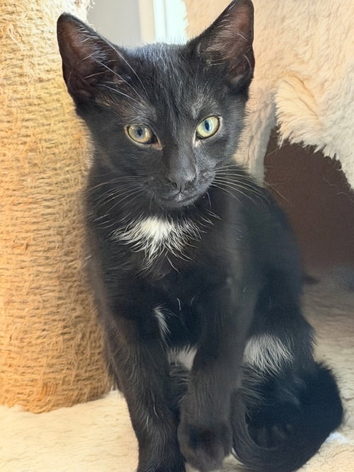 Diamond, Baby Domestic Short Hair (short coat), cat for adoption in Wilson, North Carolina