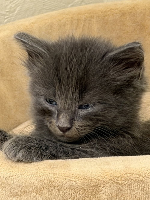 Sapphire, an adoptable Domestic Short Hair in Youngsville, NC