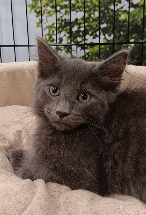 Sapphire, Baby Domestic Short Hair (long coat), cat for adoption in Raleigh, North Carolina