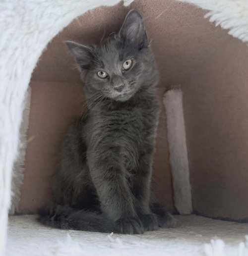 Sapphire, an adoptable Domestic Medium Hair in Youngsville, NC