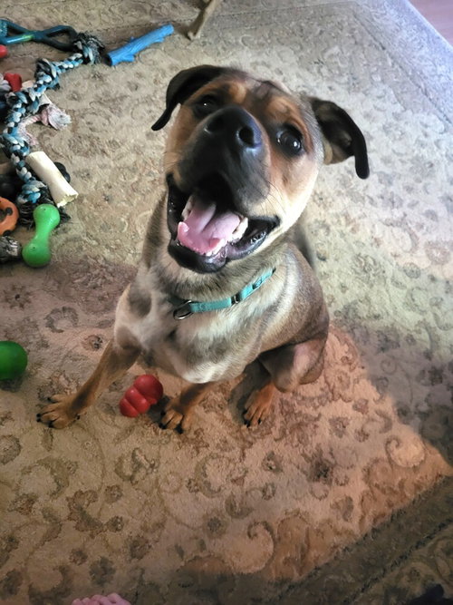 Winston, an adoptable Boxer in Youngsville, NC