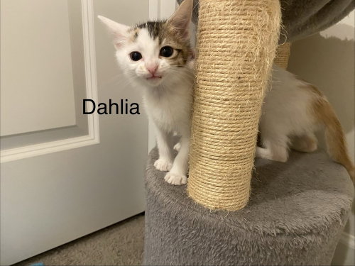 Dahlia