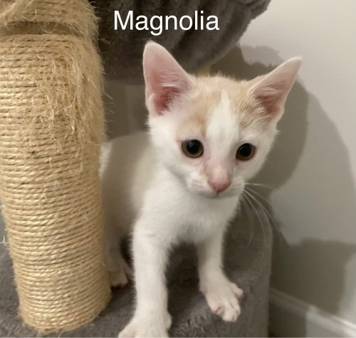 Magnolia **ADOPTION PENDING**, Baby Domestic Short Hair (short coat), cat for adoption in Wilson, North Carolina