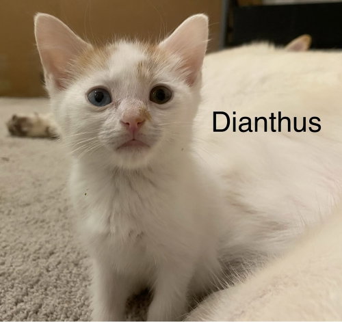 Dianthus