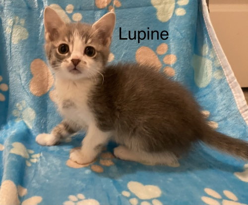 Lupine