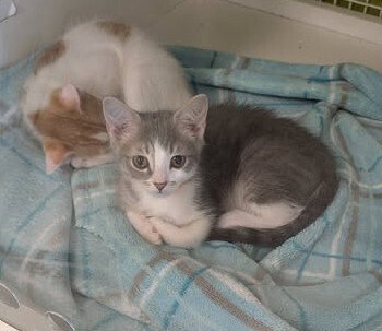 Lupine, an adoptable Domestic Short Hair in Youngsville, NC