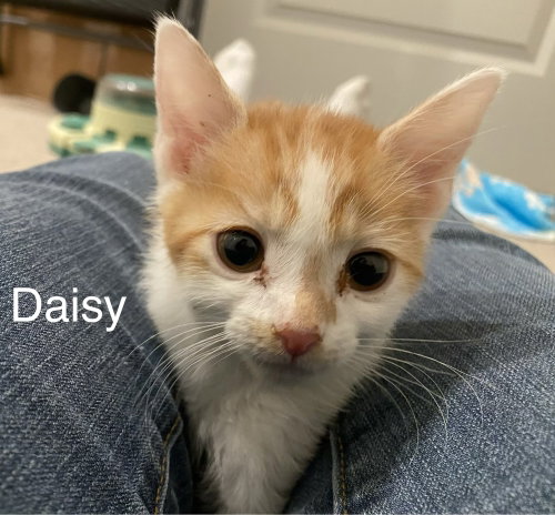 Daisy