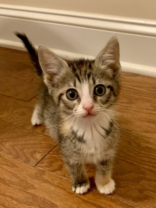 Caramel