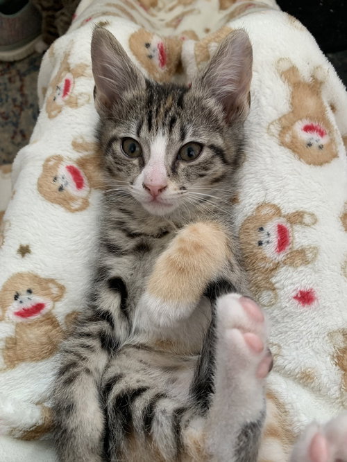 Caramel, Baby Domestic Short Hair, cat for adoption in Wilson, North Carolina