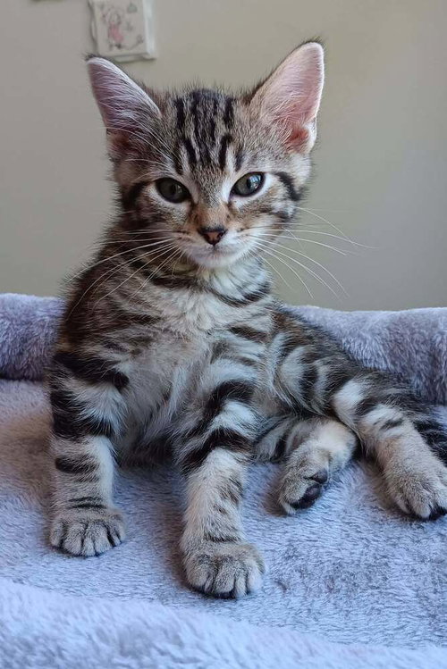 Chorizo, an adoptable Domestic Short Hair in Youngsville, NC