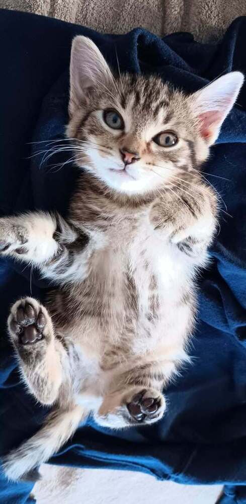 Chorizo **ADOPTION PENDING**, an adoptable Domestic Short Hair in Youngsville, NC