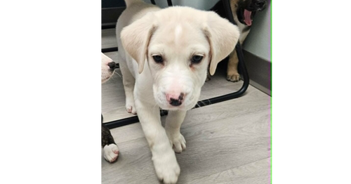 Biscuit, an adoptable Labrador Retriever in Youngsville, NC