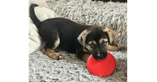 Mochi, an adoptable Labrador Retriever in Youngsville, NC