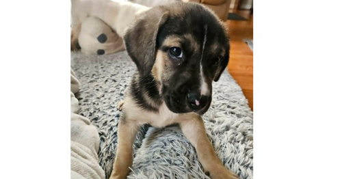 Boba, an adoptable Labrador Retriever in Youngsville, NC